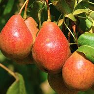 Image result for Pear Varieties List