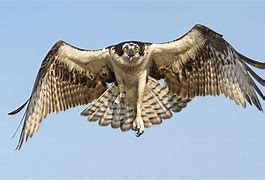 Image result for Giant Hawk