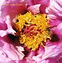 Image result for Paeonia suffruticosa Guan Shi Mo Yu