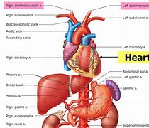 Image result for carotid artery functions