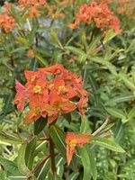 Image result for Euphorbia griffithii Fireglow