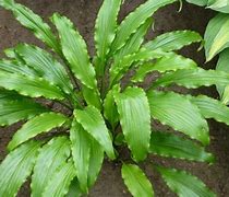 Image result for Hosta Ringtail