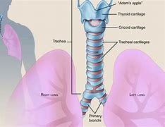 Image result for Printable Life-Size Body Organ Trachea