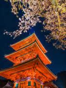 Image result for Kyoto at Night