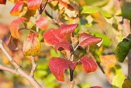 Image result for Sweet Apple Leaves