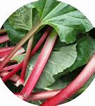 Image result for How to Grow Rhubarb Plants