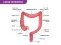 Image result for Large Intestine Definition