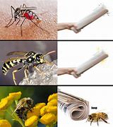 Image result for Insect Meme Stickers