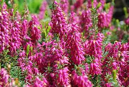 Image result for Erica carnea