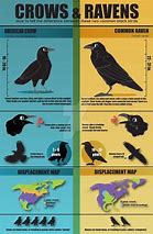 Image result for How Do You Tell the Difference Between a Raven and a Crow