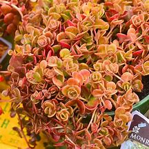 Image result for Sedum tetractinum Coral Reef