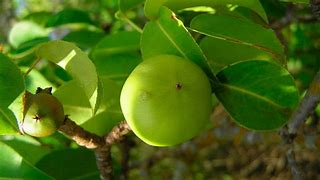 Image result for Poison Guava