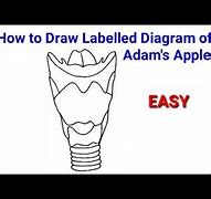 Image result for How to Draw Adam's Apple