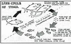 Image result for Tuna Reproduction