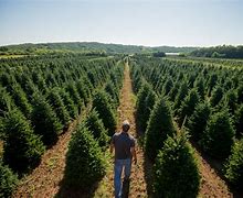 Image result for Tree Farm