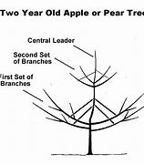 Image result for Apple Pear Tree
