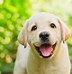 Image result for Top Ten Cutest Puppies