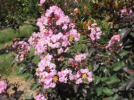 Image result for Lagerstroemia indica Rhapsody in Blue