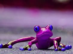 Image result for Funny Little Frog
