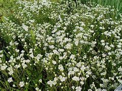 Image result for Aster ptarmicoides Mago
