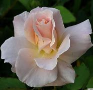 Image result for Calcareous Harvest Rose