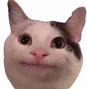 Image result for Dank Cat Memes