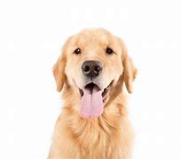 Image result for Purebred Dogs