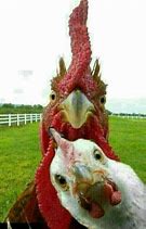 Image result for Old Funny Chicken