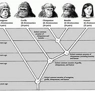 Image result for Humans vs Great Apes