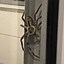 Image result for Huntsman Spider In-House