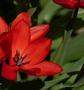 Image result for Tulipa praestans Zwanenburg Variety