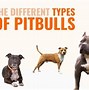Image result for Different Types of Pitbull Dogs