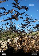 Image result for bats swarms caves