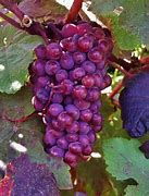 Image result for Grapes Grow On Vines