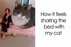 Image result for Memes with Cats