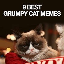 Image result for Gross Cat Meme