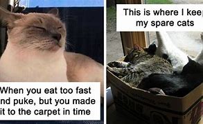 Image result for Savege Cat Memes