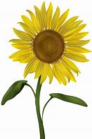 Image result for Free Transparent Sunflower Clip Art
