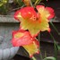 Image result for Gladiolus primulinus Las Vegas