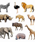Image result for African Animals Clip Art