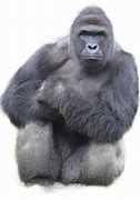 Image result for Harambe Pandemic Meme