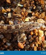 Image result for cobitidae
