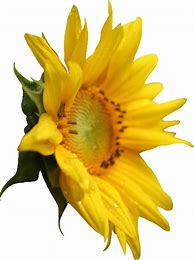 Image result for Sunflower Twitter Header