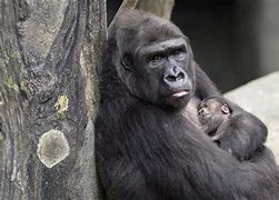 Image result for First Gorilla Born in Captivity