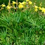 Image result for Papyrus Flower