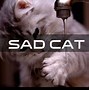 Image result for Gray Cat in a Bad Mood Meme