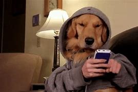 Image result for Meme Dog Using Cell Phone