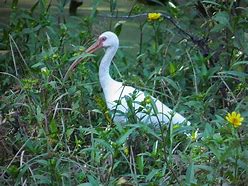 Image result for Ibis Flower