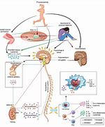 Image result for Stress Brain and Body