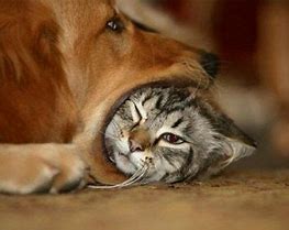 Image result for Cats and Dogs Eating Chips and Dip Meme